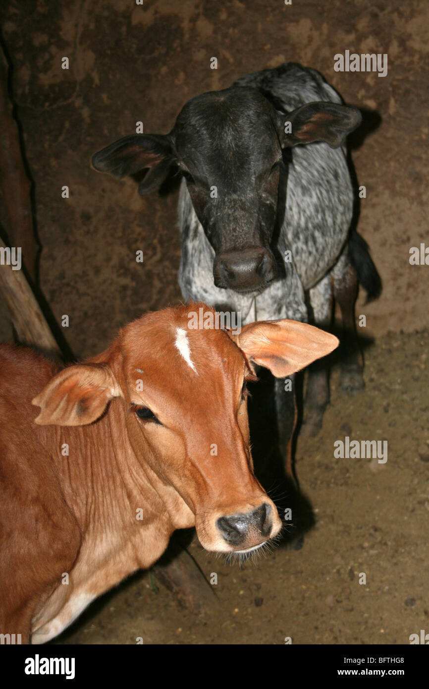 Two Cows Standing Inside Masai Tribe Stable In Engaruka Village, Tanzania Stock Photo