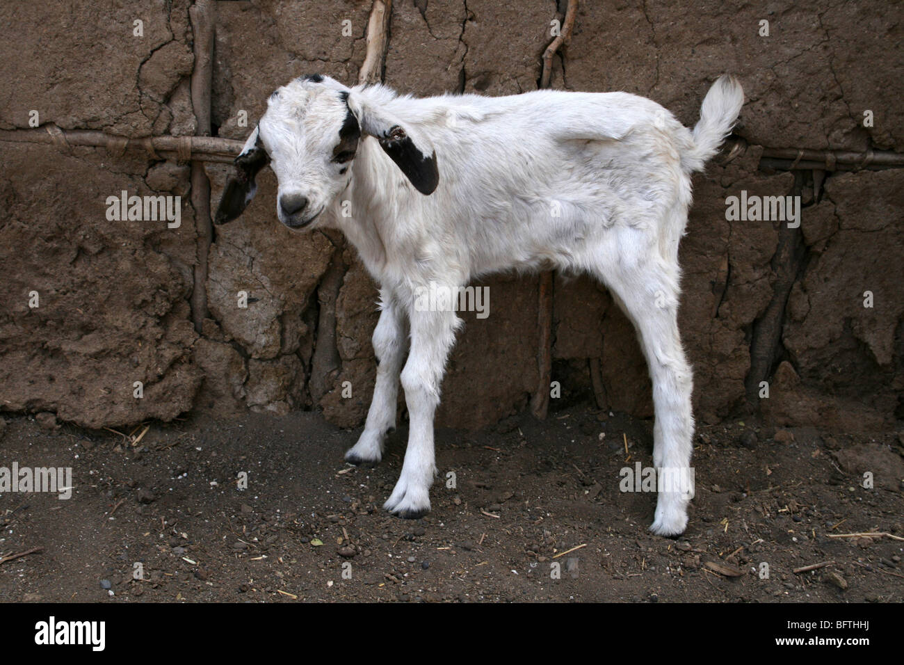 White Kid Goat Standing Outside A Masai Tribe Hut In Engaruka Village, Tanzania Stock Photo