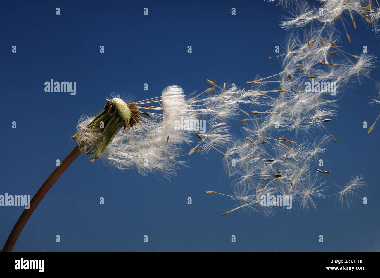 Dandelion seeds blowing in the wind Stock Photo Alamy