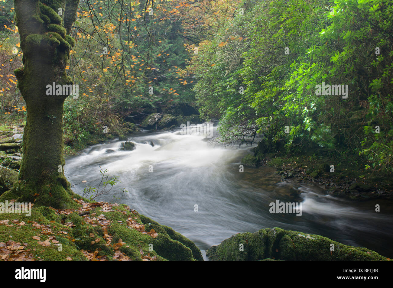 Sinister woodland hi-res stock photography and images - Alamy