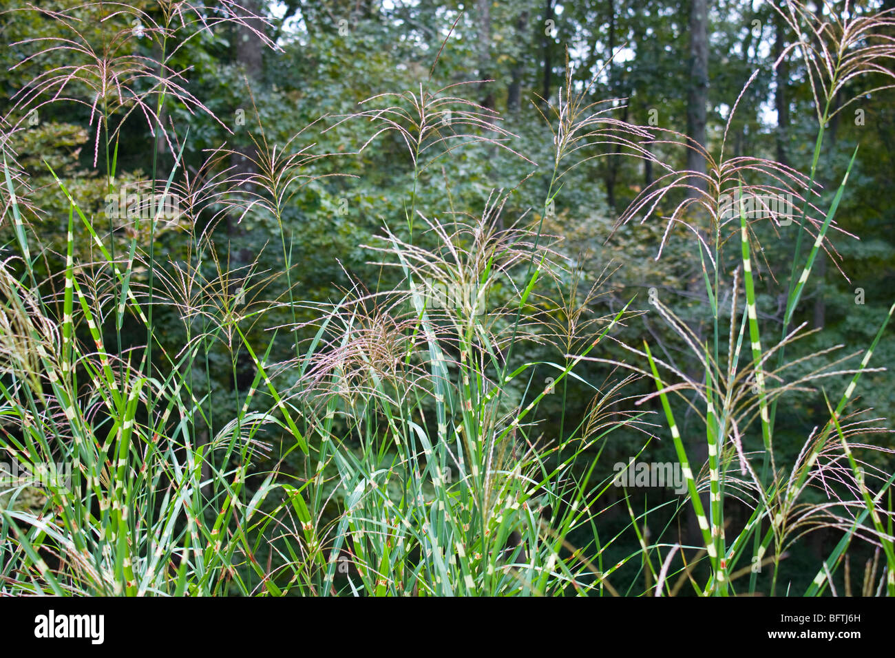 akn 1067R1 Ornamental Zebra Grass with plumage Stock Photo