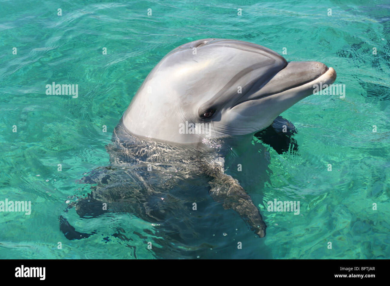 Israel, Eilat, Dolphin Reef Beach, Common Bottlenose Dolphin (Tursiops truncatus) Stock Photo