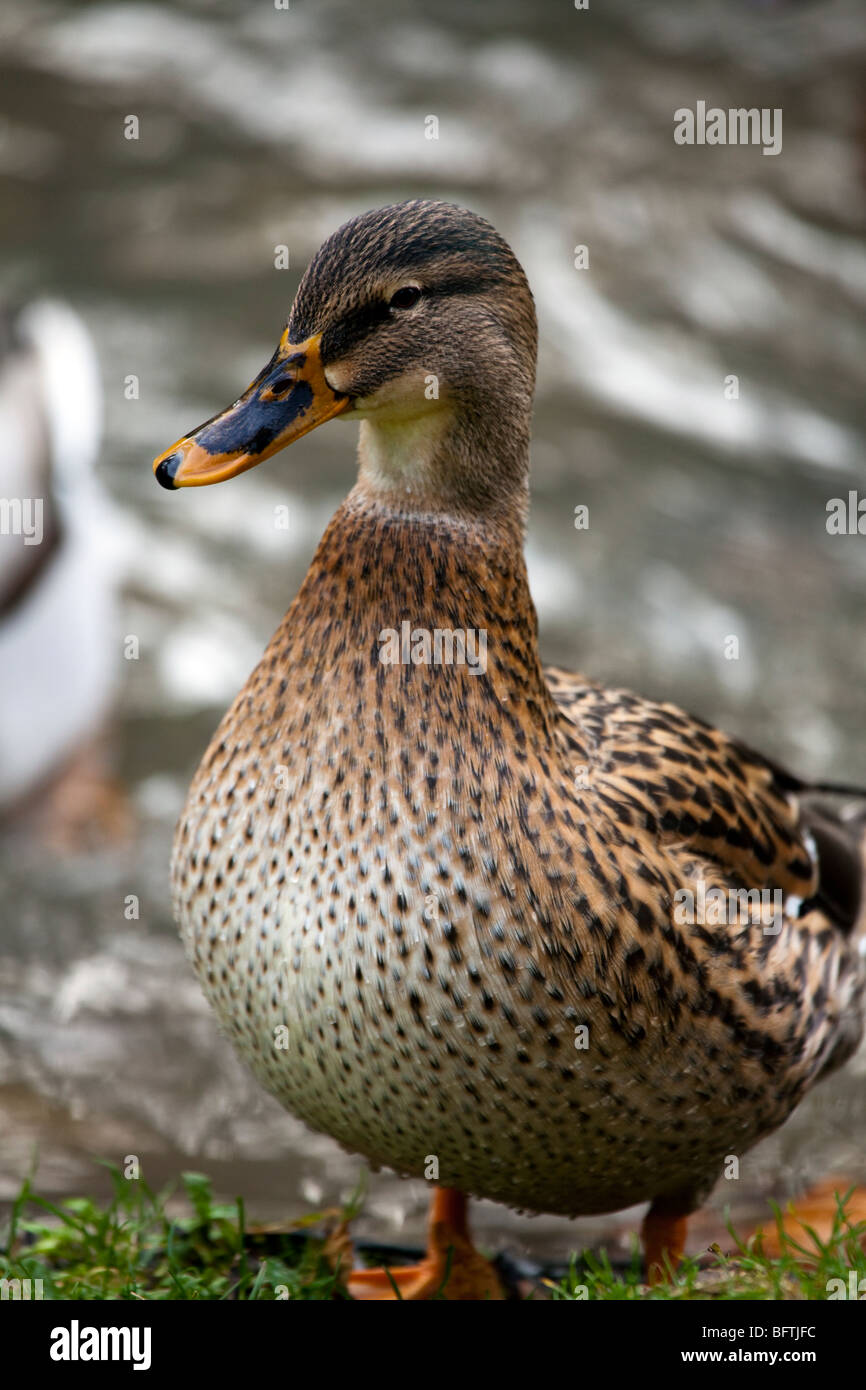 Female mallard duck by the river colourful feathers and sharp eye and bill Stock Photo