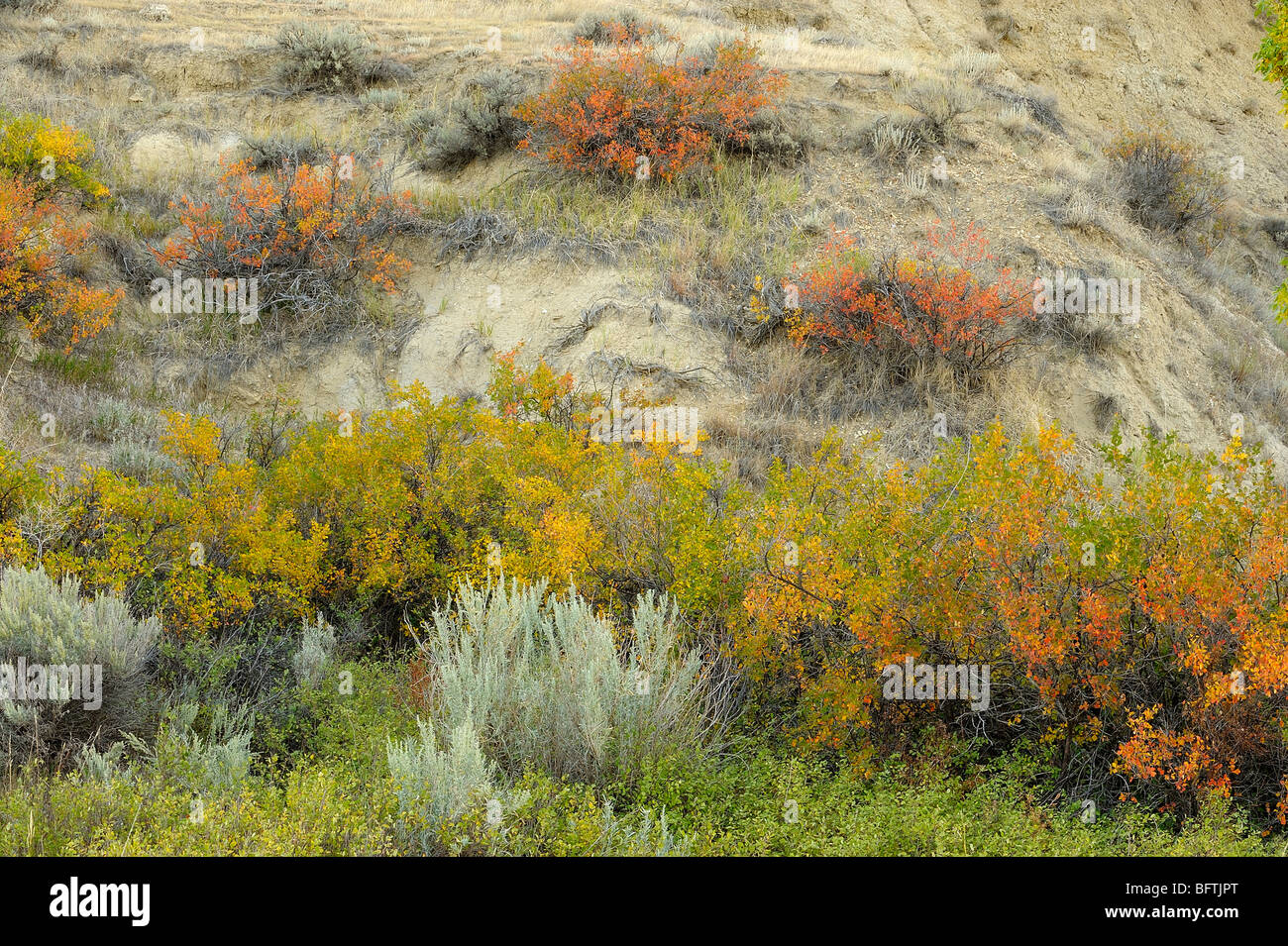Autumn shrubs on badlands slopes, Theodore Roosevelt National Park