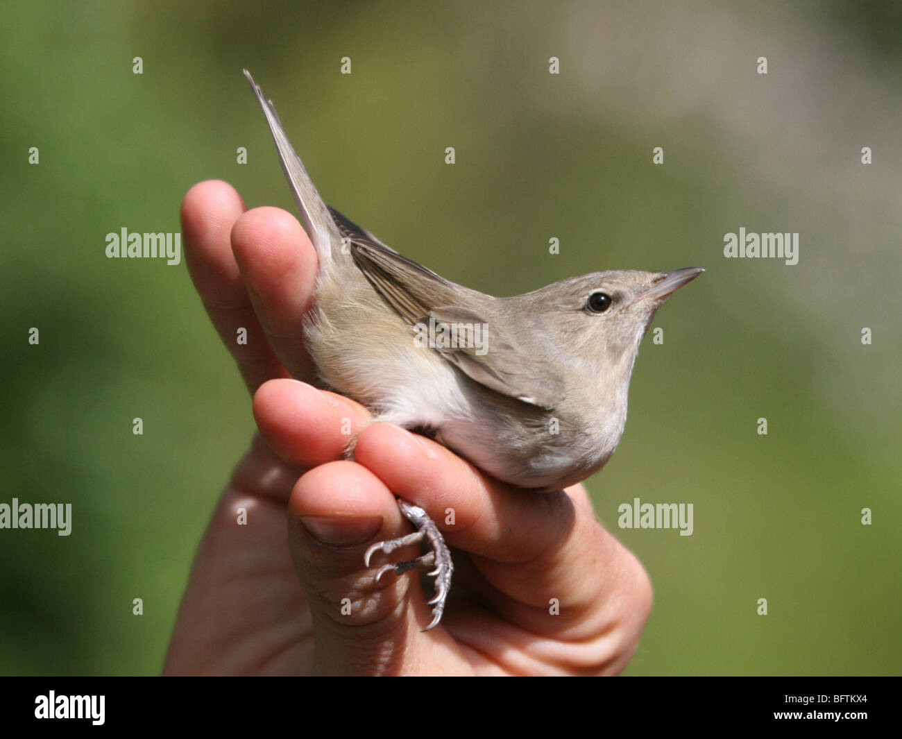 Warbler Ringing Garden Warbler, (Sylvia borin) held for ringing Stock Photo - Alamy