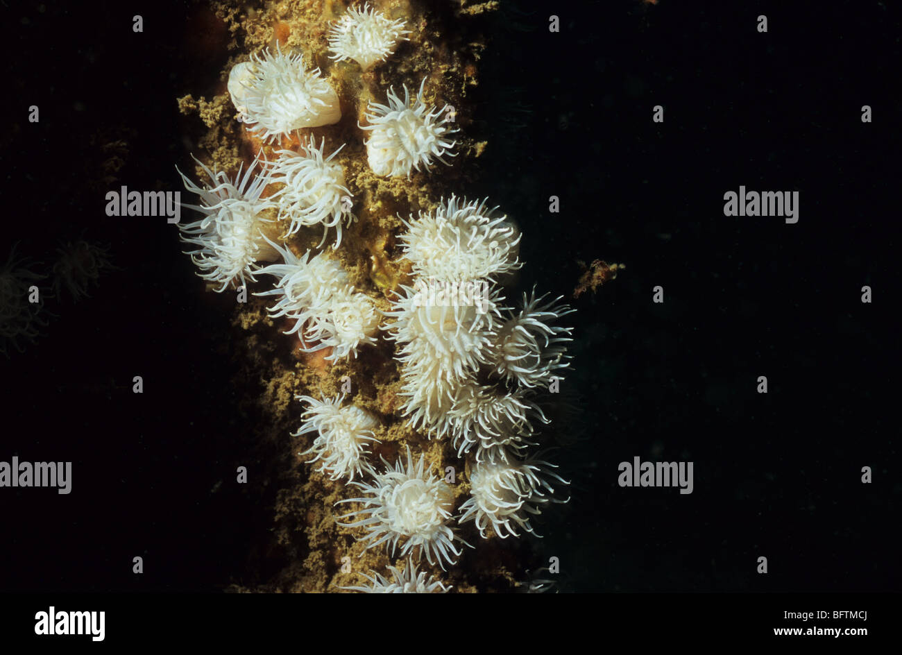 Sea Anemone. Actinothoe Sphyrodeta.  Cnidarians. Beautiful anemone, found off the South Coast of the UK. Scuba tourism, Scuba UK Stock Photo