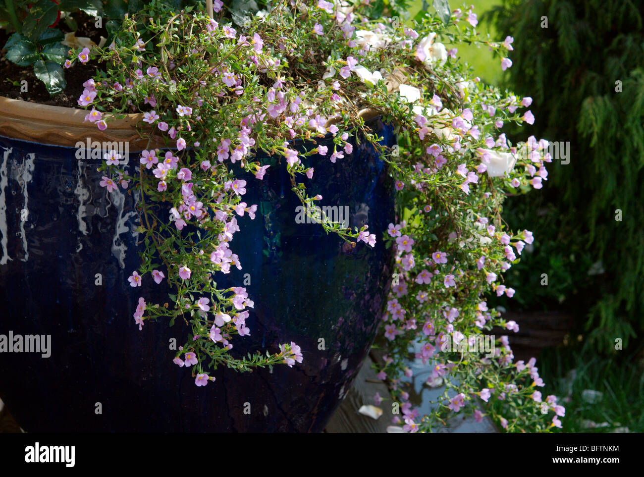 Tiny pink flowers (sutera / bacopa grandiflora) cascading over container edge Stock Photo