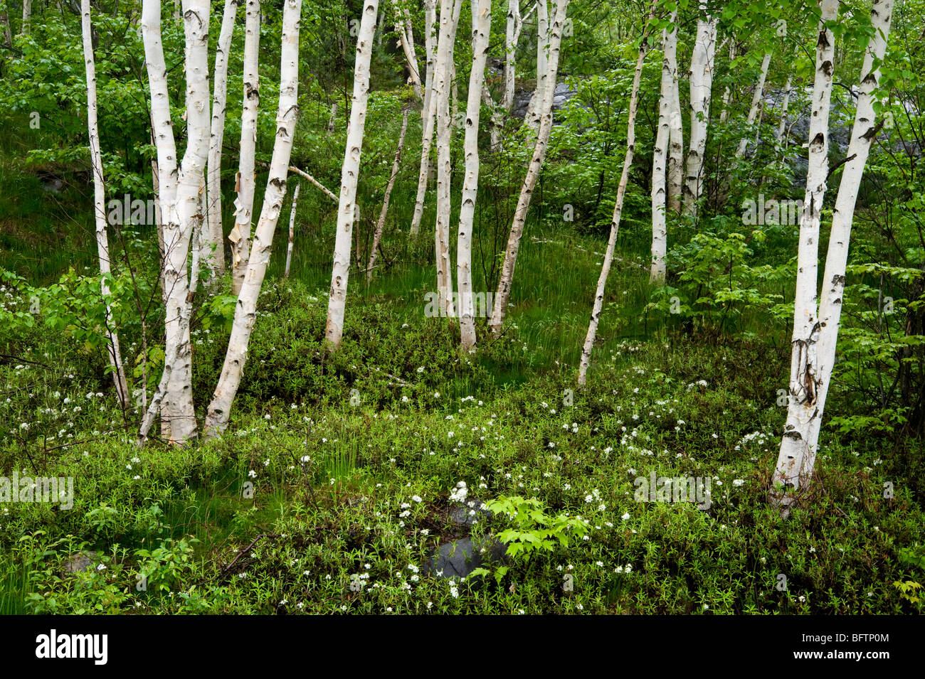 Grove of white birch trees and flowering Labrador tea in spring