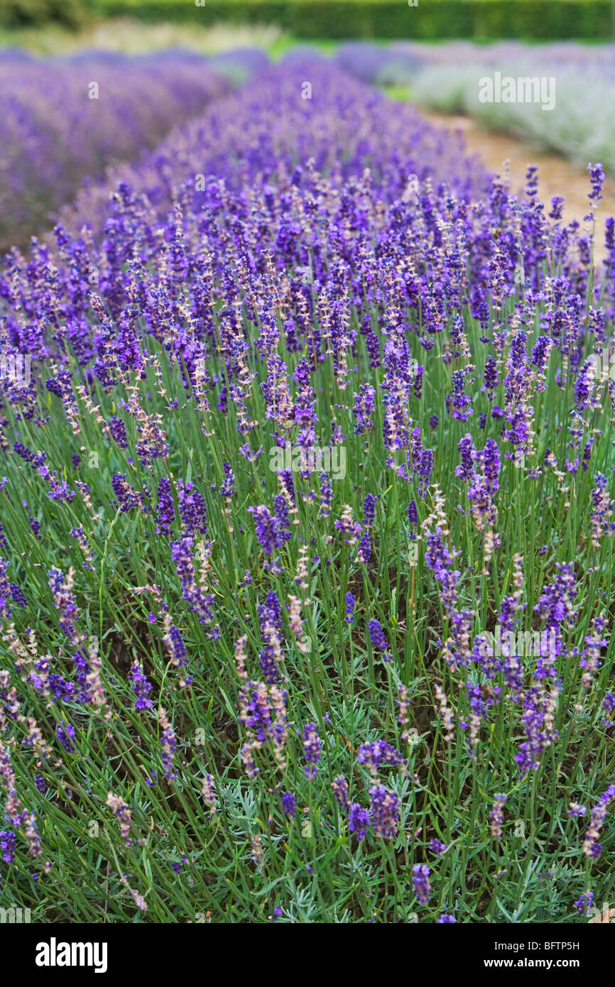 Cotswold lavender at Snowshill Lanender Farm in Gloucestershire Stock Photo