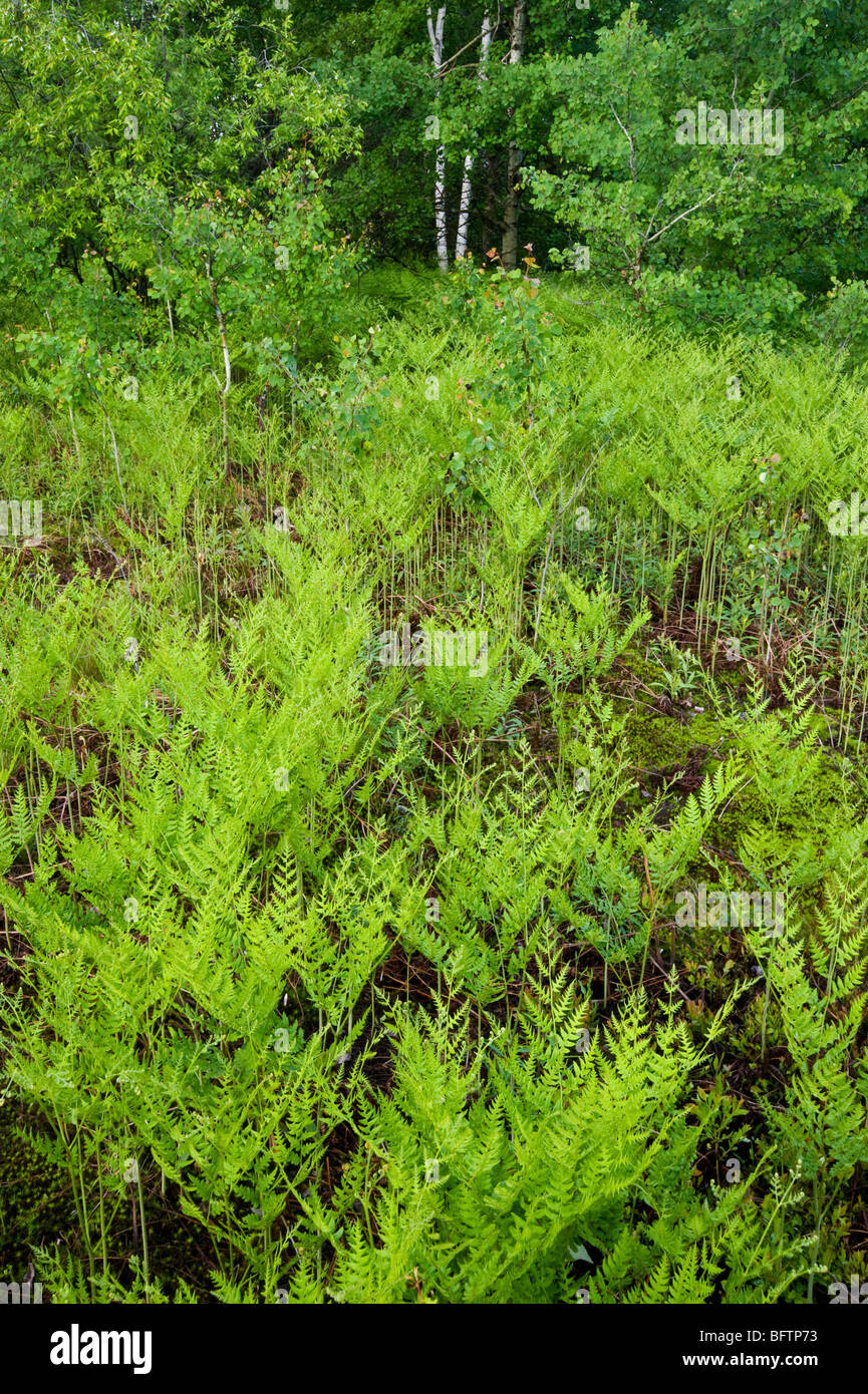 Bracken fern (Pteridium aquilinum) Colony in spring, Greater Sudbury, Ontario, Canada Stock Photo