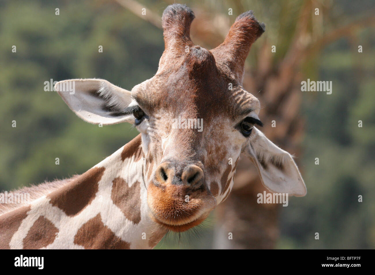 Giraffe Close Up Stock Photo