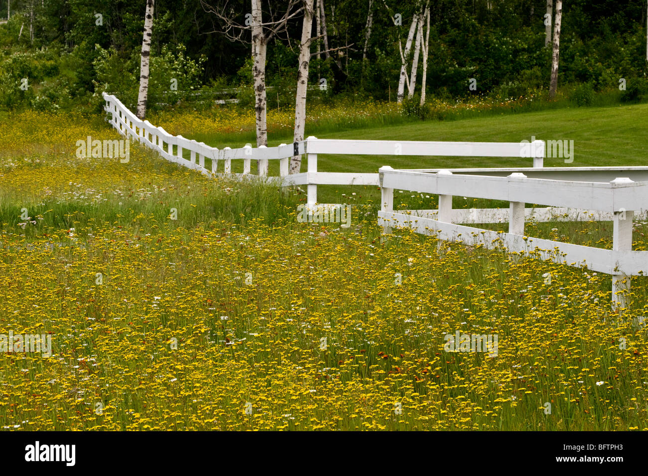 Roadside wildflowers and white fence, Greater Sudbury, Ontario, Canada Stock Photo