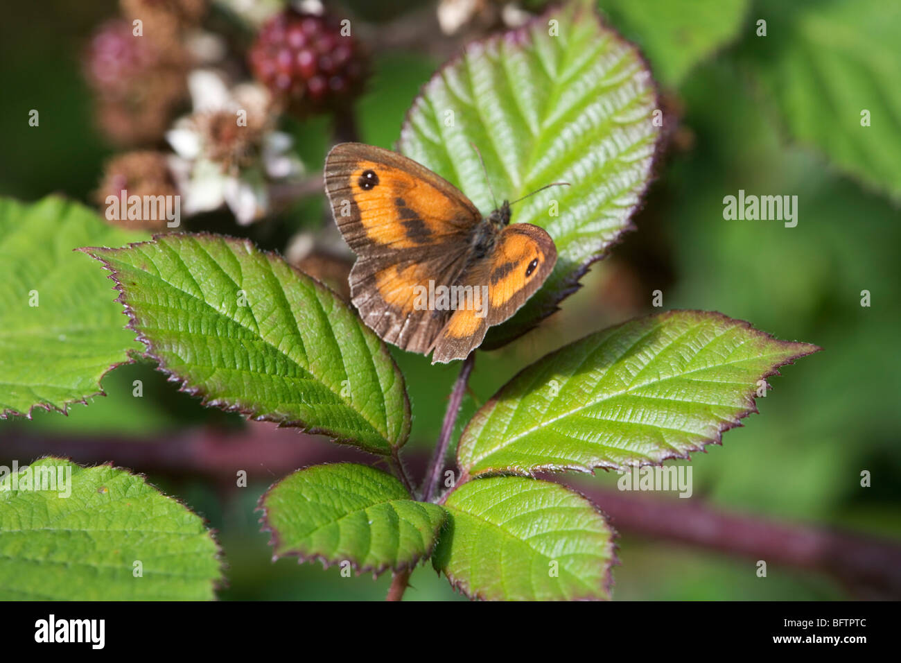 Gatekeeper butterfly (pyronia tithonus) on brambles basking  in the sunshine. Stock Photo