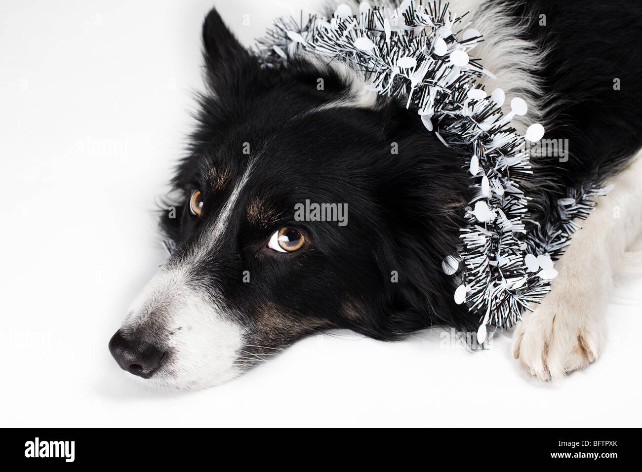 dog with tinsel Stock Photo Alamy