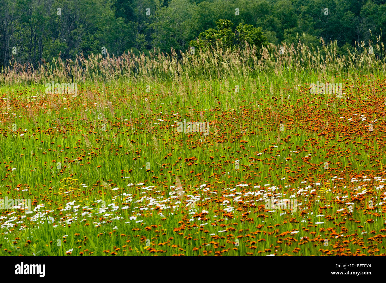 Large meadow with grasses, orange hawkweeds and daisies, Greater Sudbury, Ontario, Canada Stock Photo