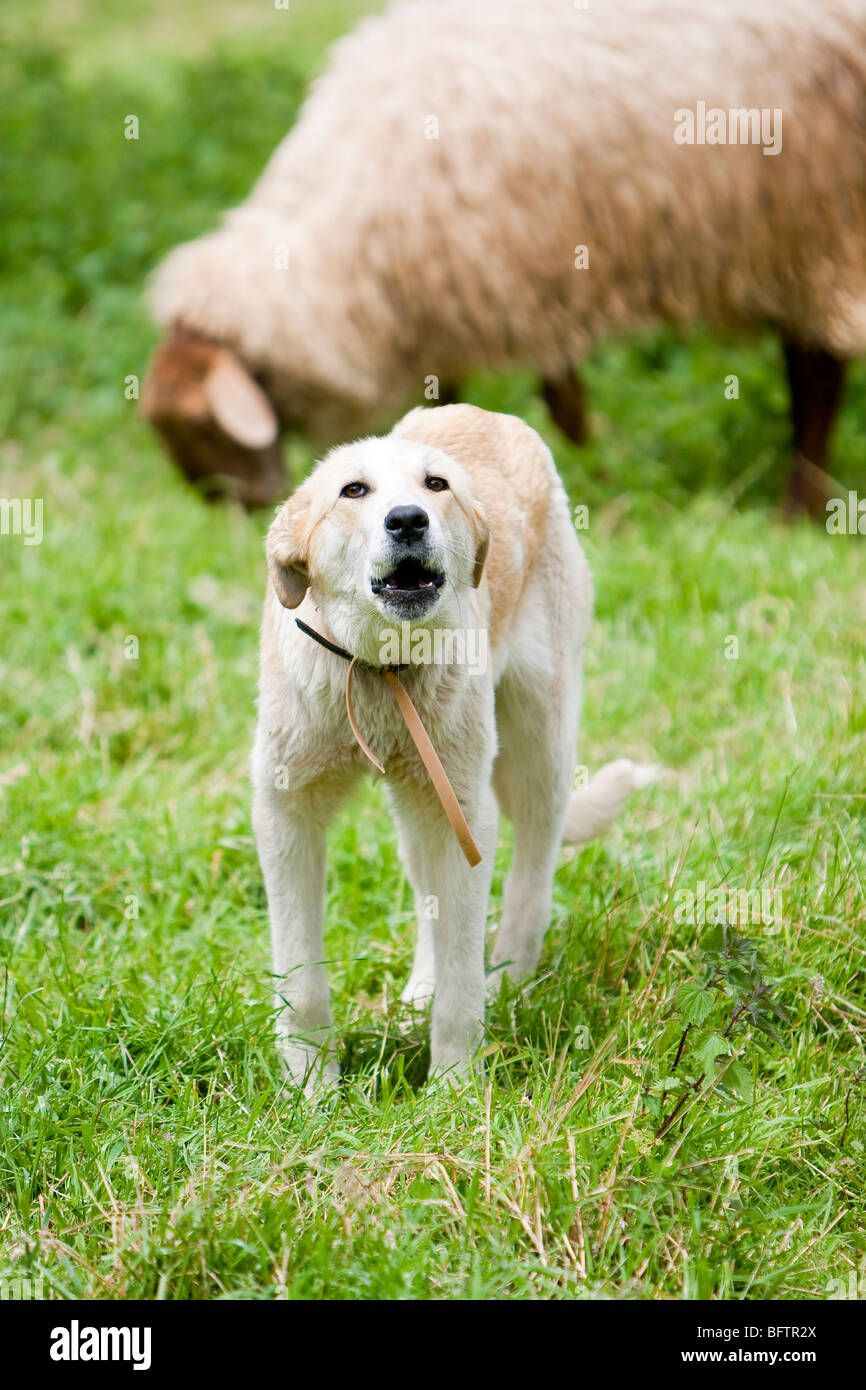 a sheperd dog barking to the sheep in the field Stock Photo