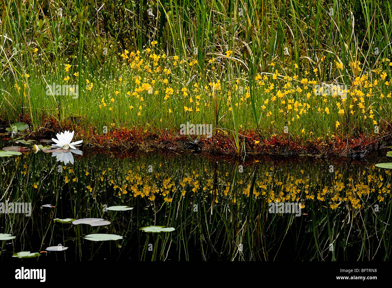 Boreal bog with flowering bladderwort and fragrant white water lilies, Greater Sudbury, Ontario, Canada Stock Photo