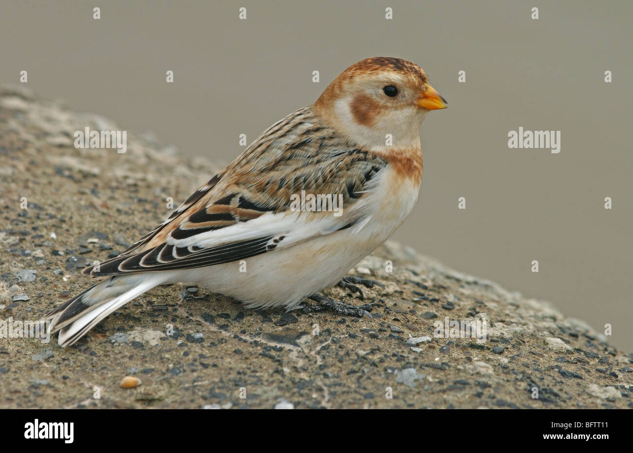Snow Bunting winter male Stock Photo
