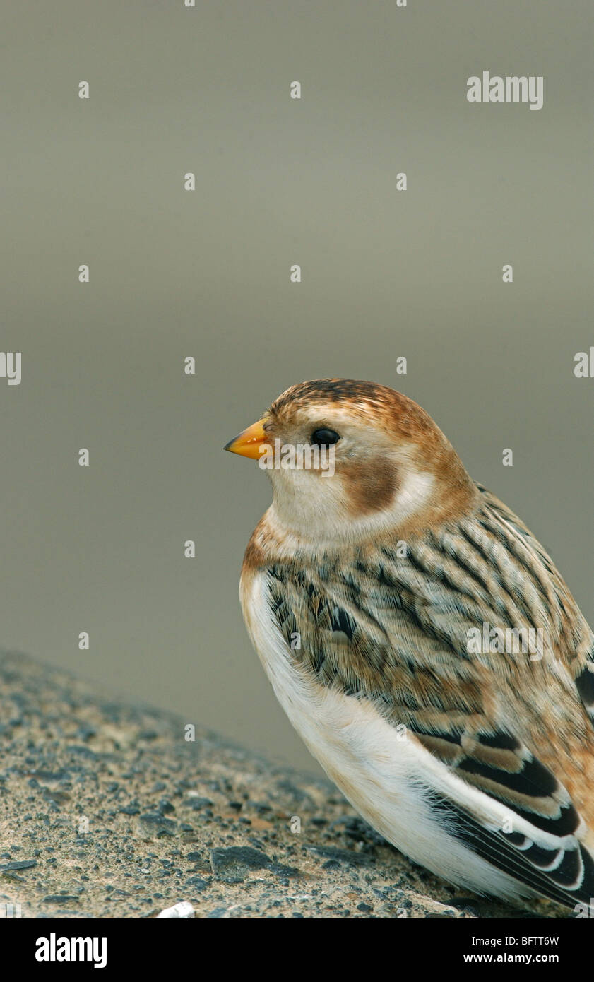 Snow Bunting winter male close up portrait Stock Photo