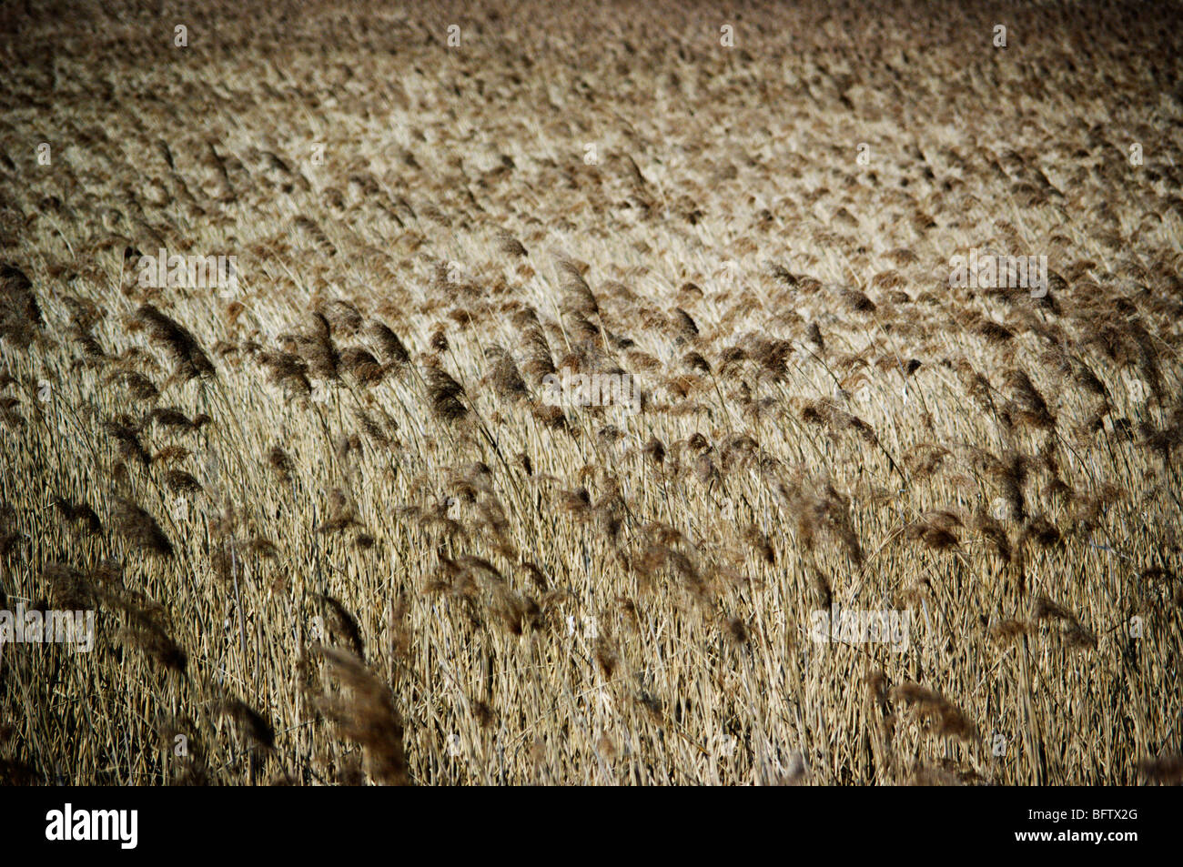 reed Stock Photo Alamy