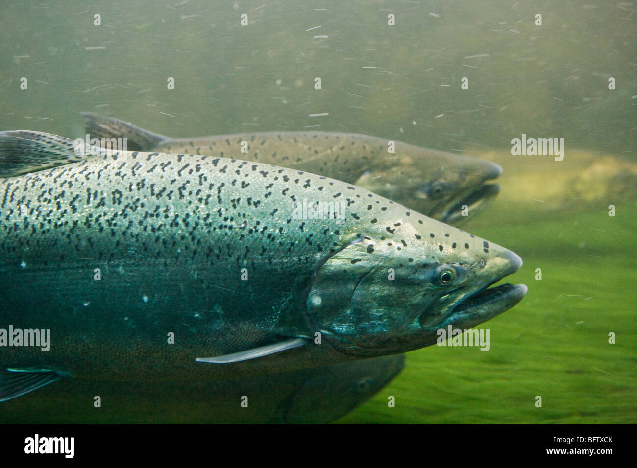 Steelhead and Chinook Salmon seen underwater swimming up the fish ladder at the Hiram M. Chittenden Locks in Seattle Stock Photo