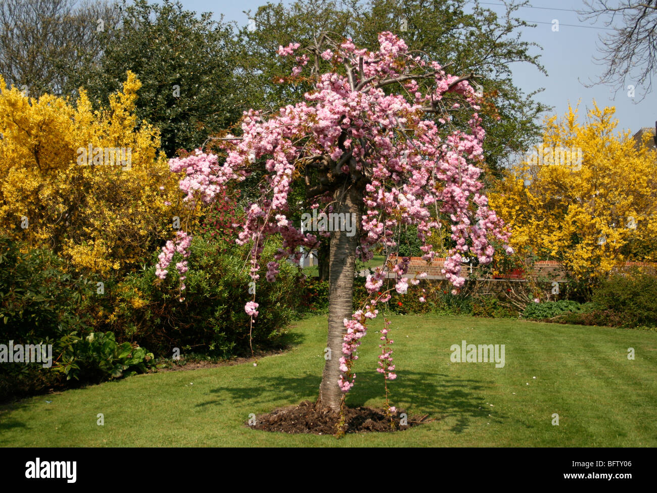 Japanese oriental cherry tree in full bloom or blossom in the late Sping. Hedgerows of Forsythia are also seen. Stock Photo
