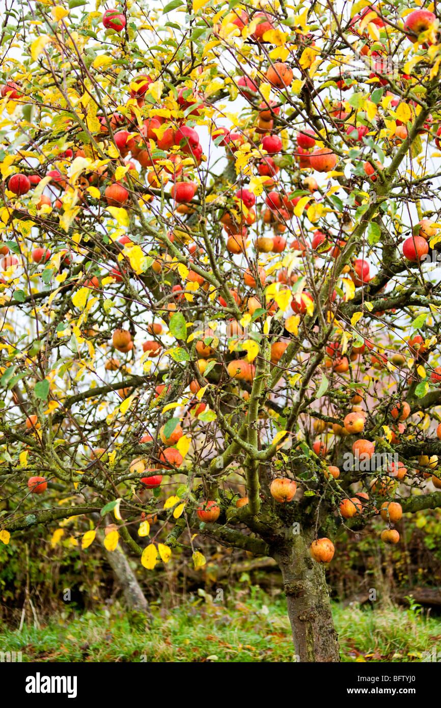 Apple tree autumn hires stock photography and images Alamy