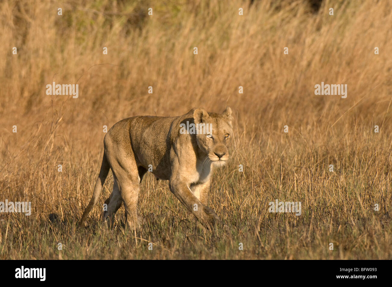 Lioness, Busanga Plains, Kafue National Park, Zambia. Stock Photo
