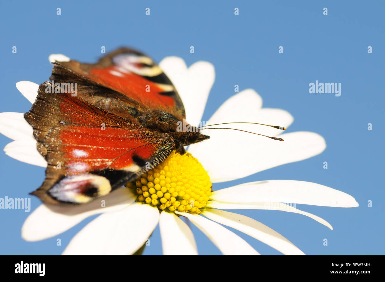 Butterfly sitting on a daisy in a sunny day Stock Photo