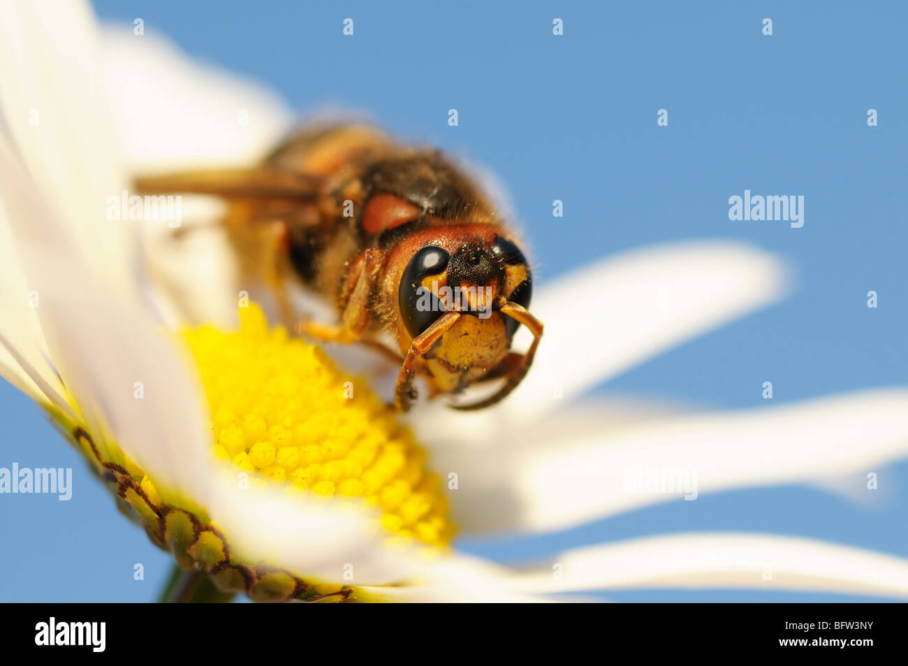 Close up of hornet sitting on Daisy Stock Photo