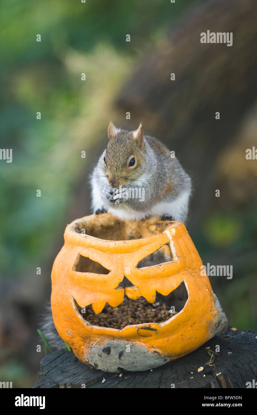 Grey Squirrel eating seeds from a halloween Pumpkin Stock Photo Alamy