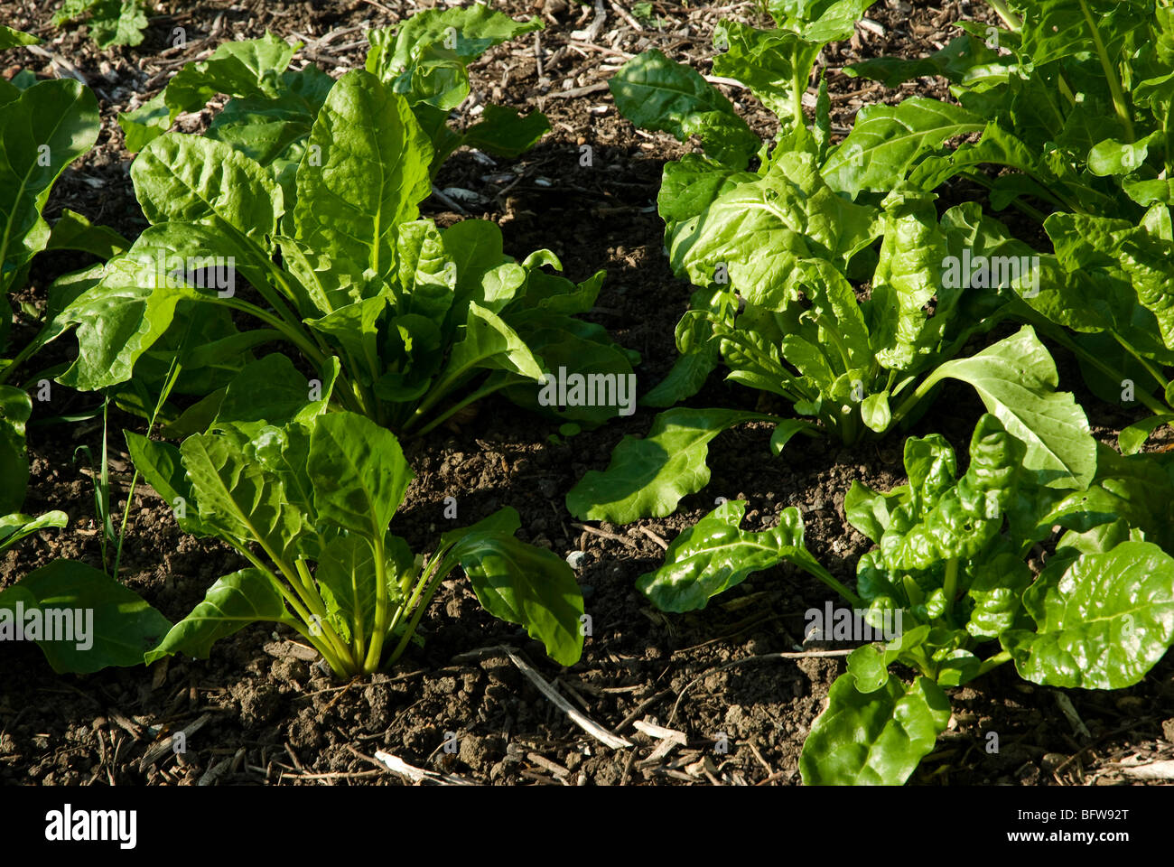 Spinach plants growing in earth Stock Photo Alamy
