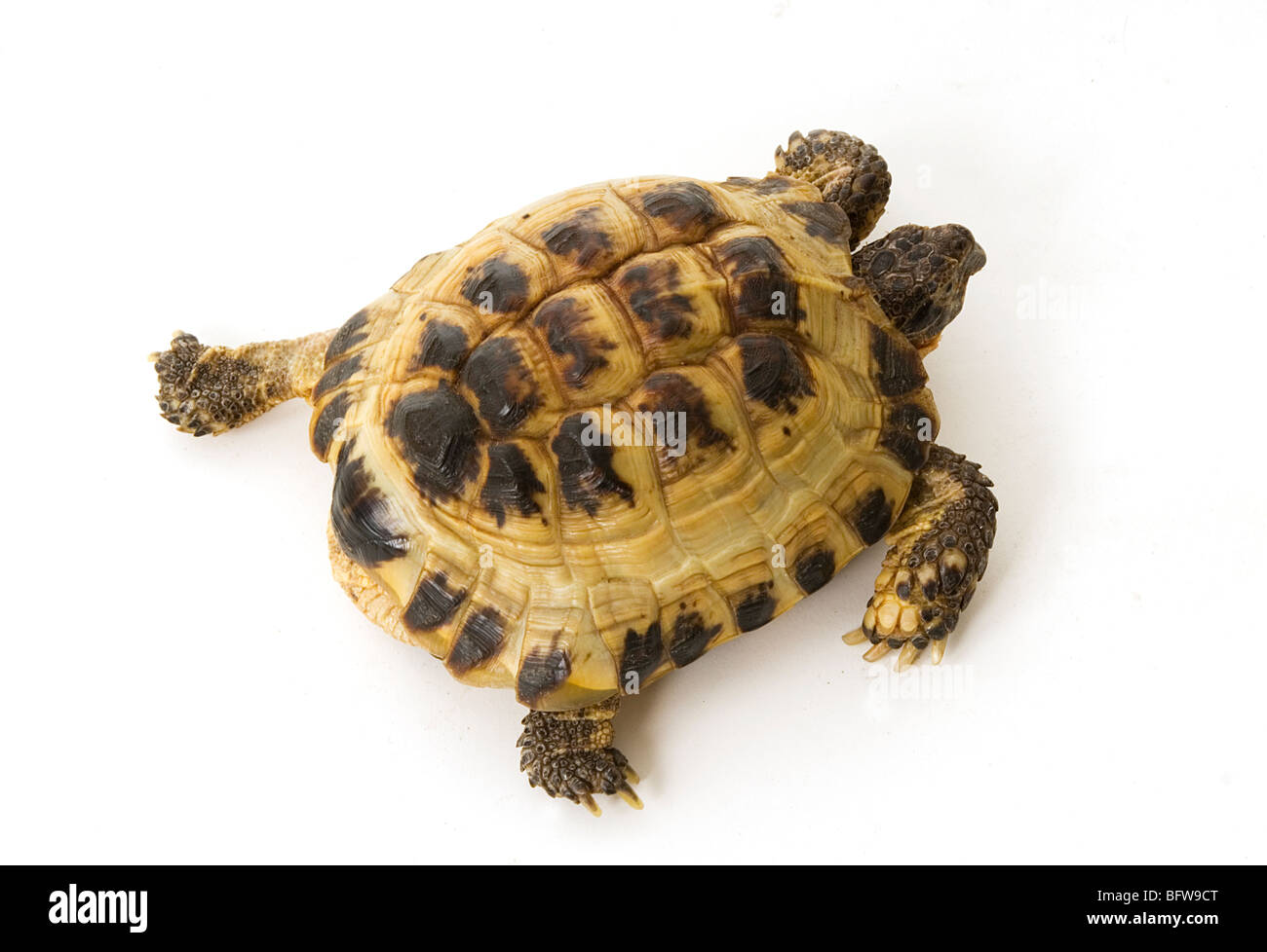 tortoise tortoises shell shells slow moving animal speedy fast slowest  fastest reptile reptiles greek hermans Testudo hermanni Stock Photo - Alamy