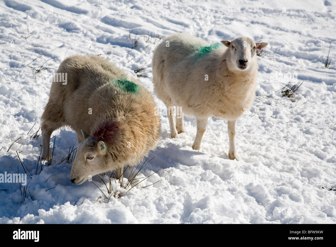 Snowy brecon beacons hi-res stock photography and images - Alamy