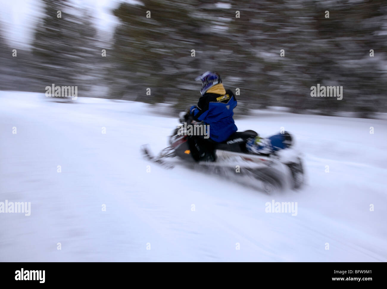 Snowmobile at speed. Inyo forest California. Stock Photo
