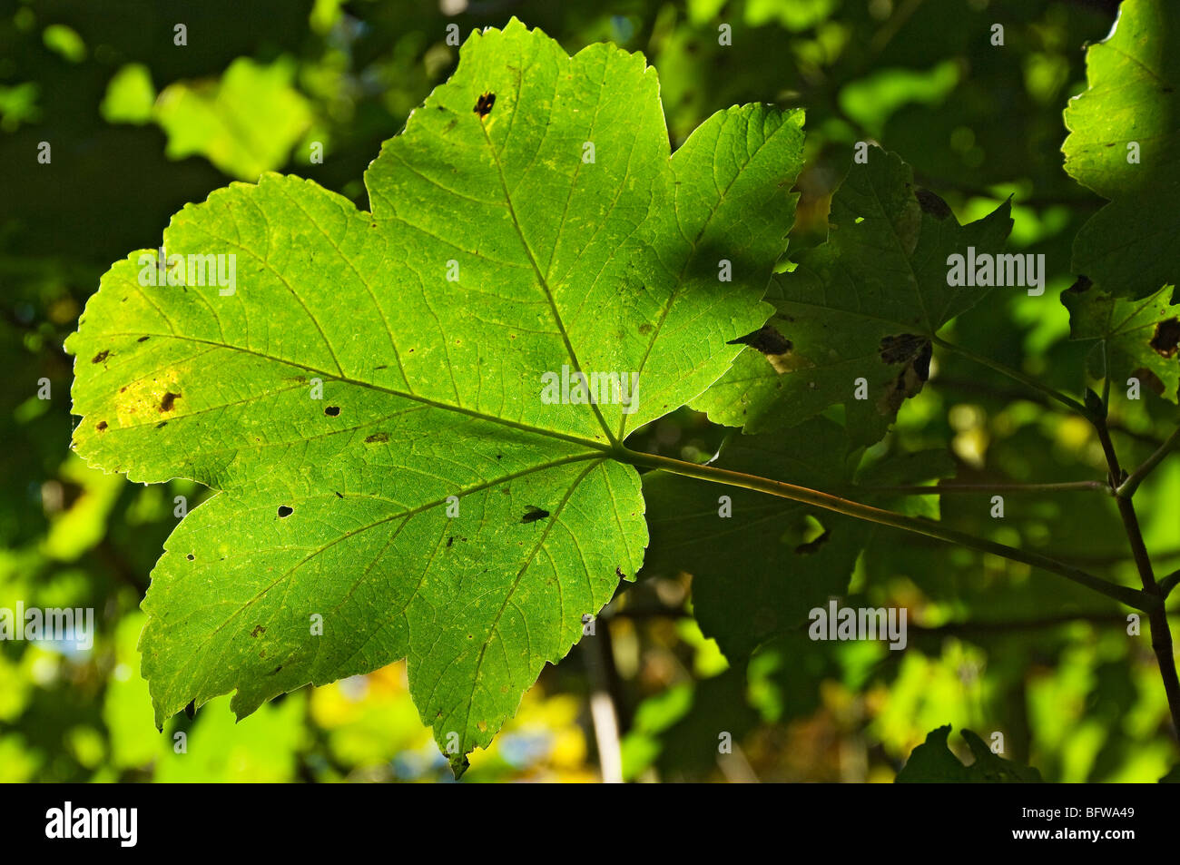 Close up of backlit leaves leaf foliage of the sycamore tree (acer ...