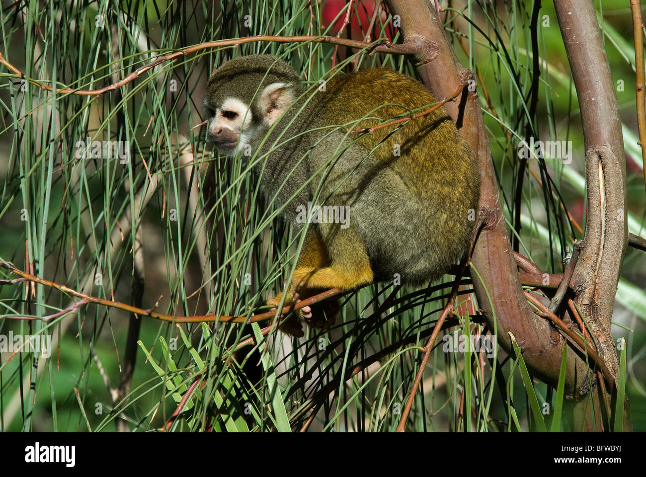 Common squirrel monkey hi-res stock photography and images - Alamy