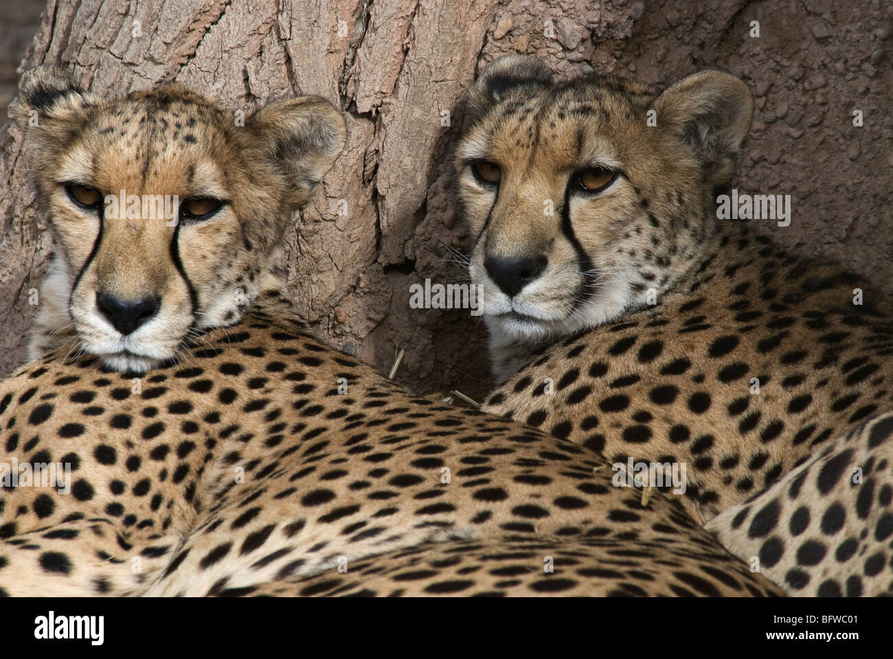 Cheetahs Acinonyx jubatus jubatus Rio Grande Zoo Albuquerque New Mexico USA Stock Photo