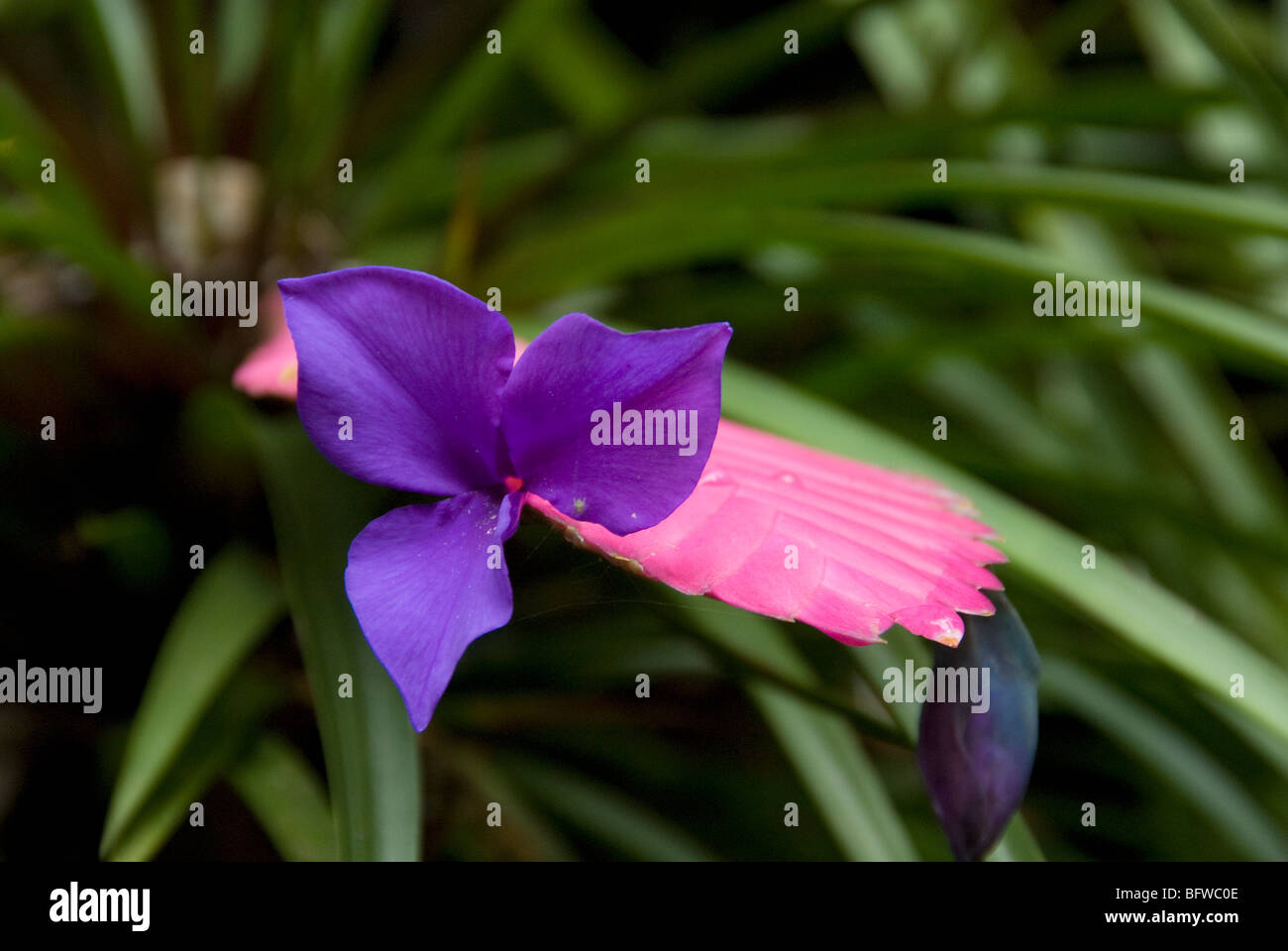 Pink Quill Tillandsia cyanea from Equador Hawaii Tropical Botanical Garden Hawaii USA Stock Photo