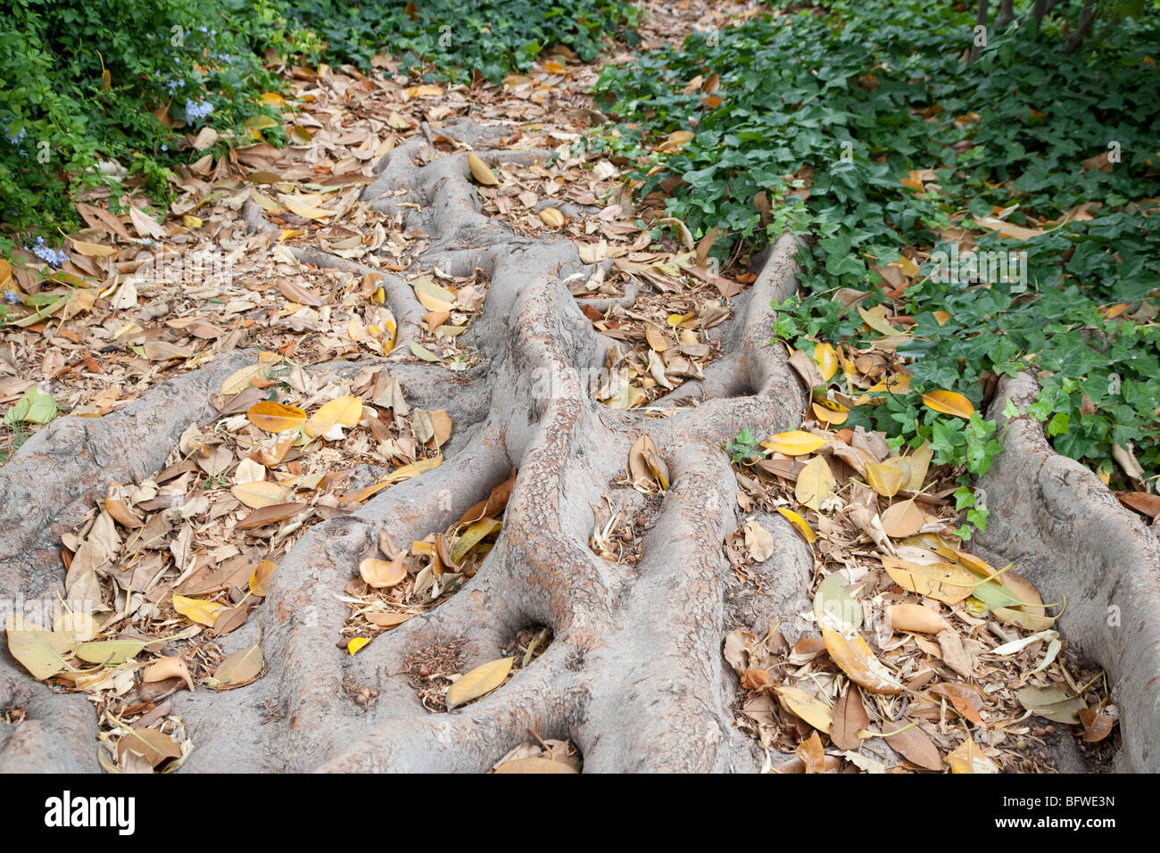 Jaral Roots National roots day hi-res stock photography and images - Alamy