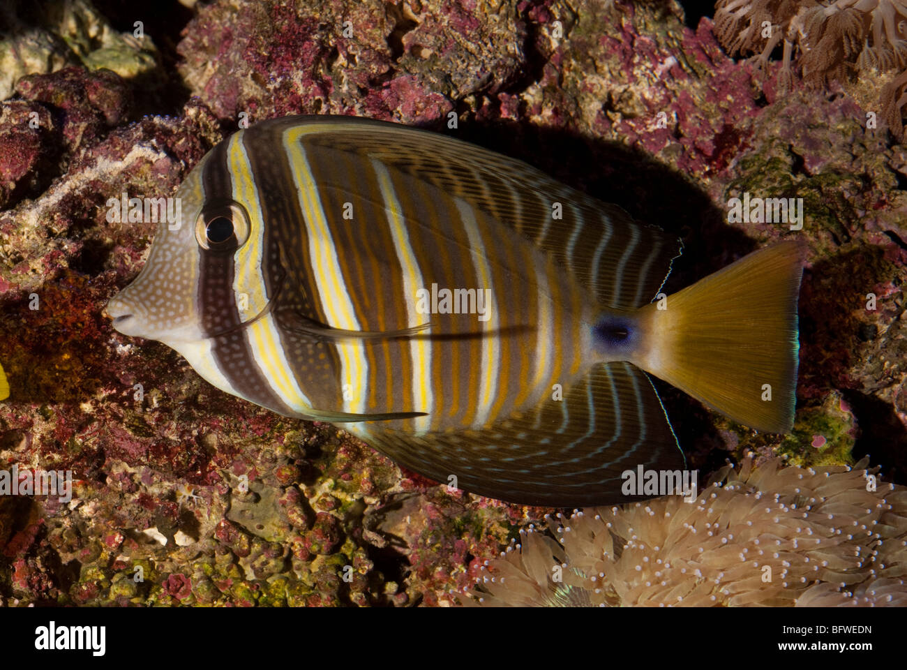 Sailfin tang Zebrasoma veliferum,  Acanturidae, Indo-pacific Ocean Stock Photo