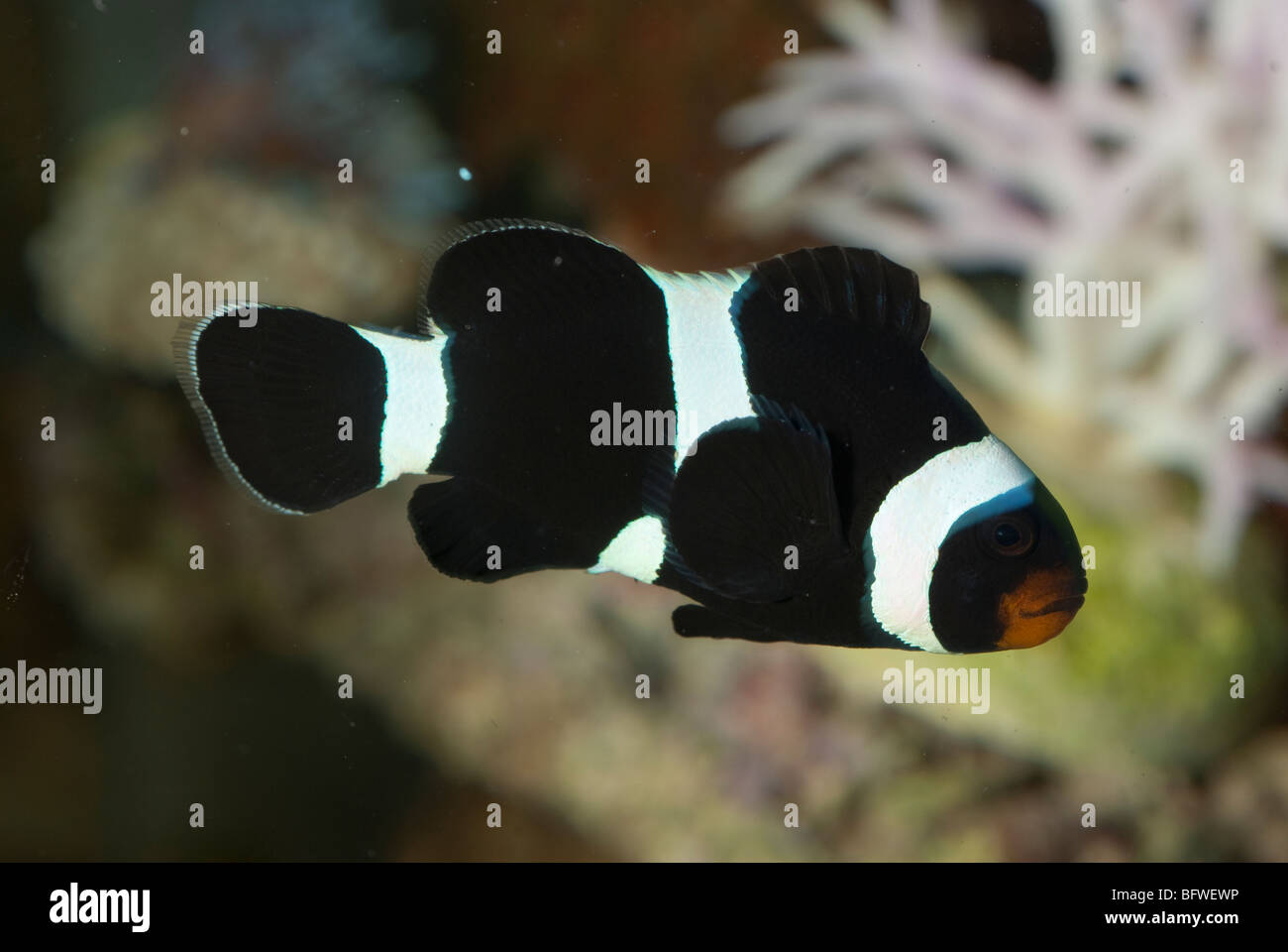 Clownfish Amphiprion percula "Black", Pomacentridae, born in aquarium Stock Photo