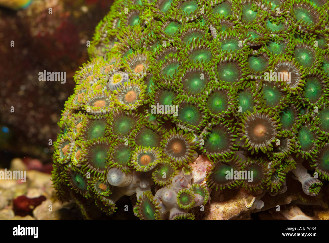 Button Polyp Corals Protopalythoa sp., Indo-pacific Ocean Stock Photo