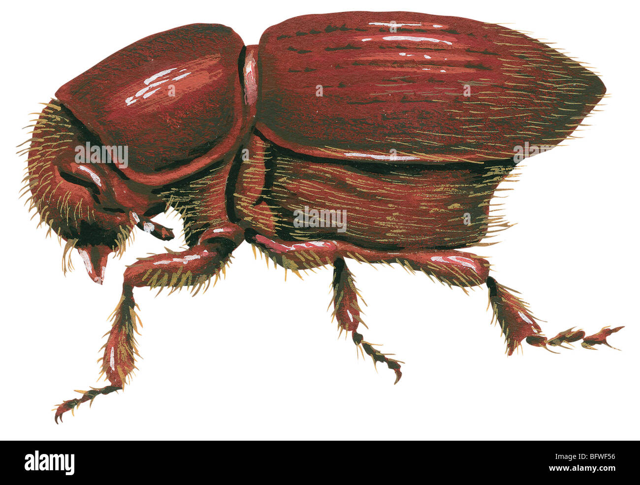 European elm bark beetle Stock Photo