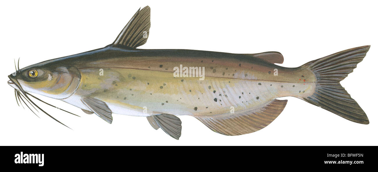Channel catfish Stock Photo