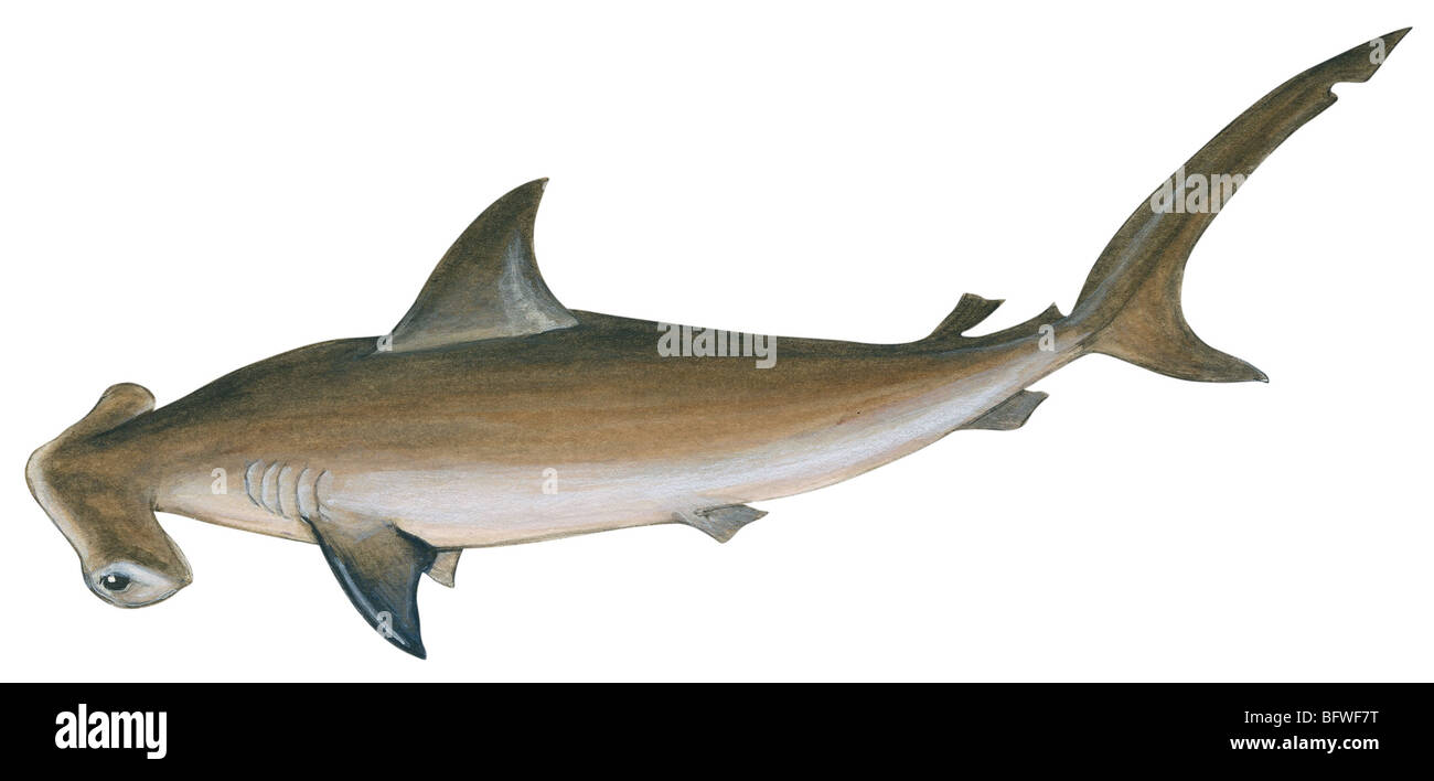 Smooth hammerhead sharks hires stock photography and images Alamy