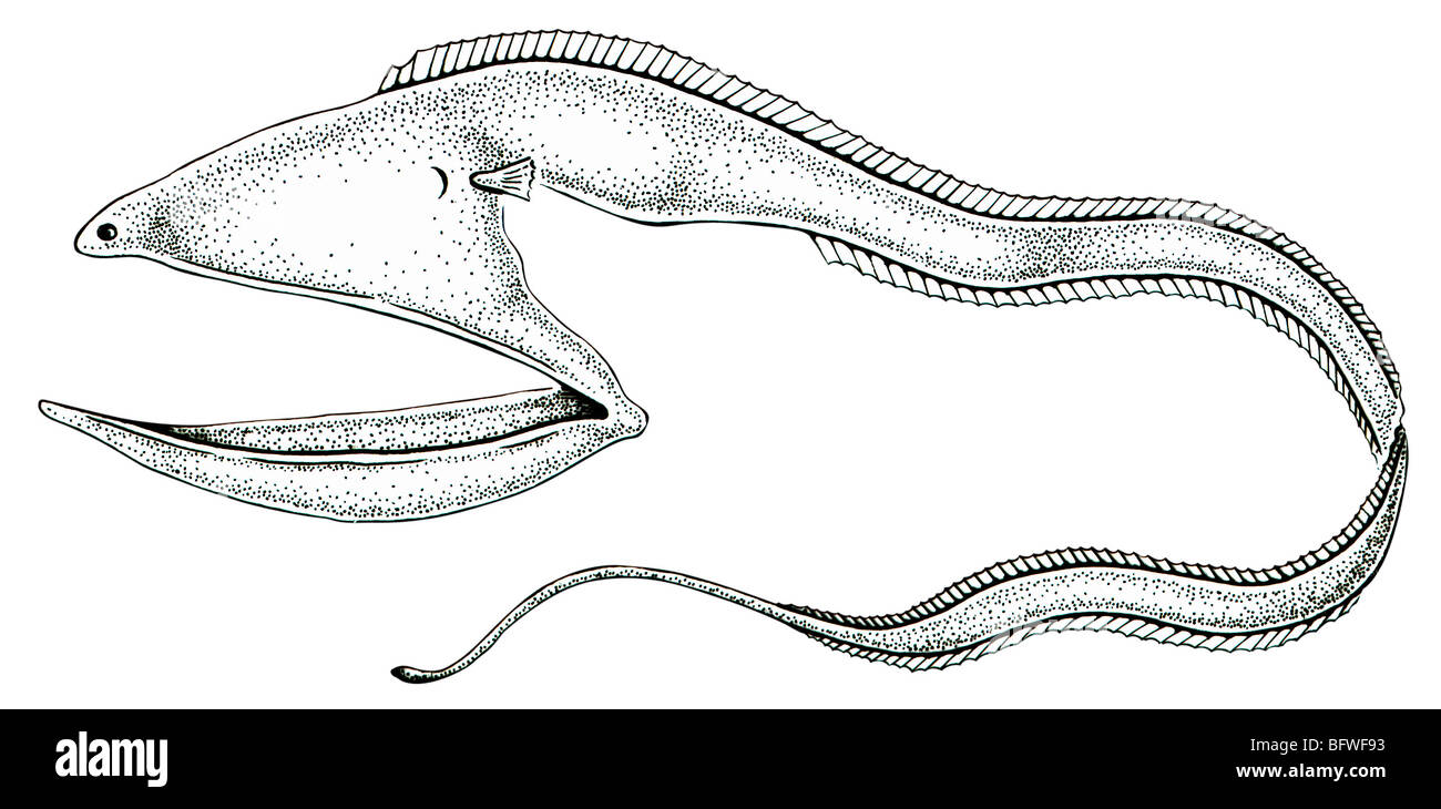 Gulper eel Stock Photo