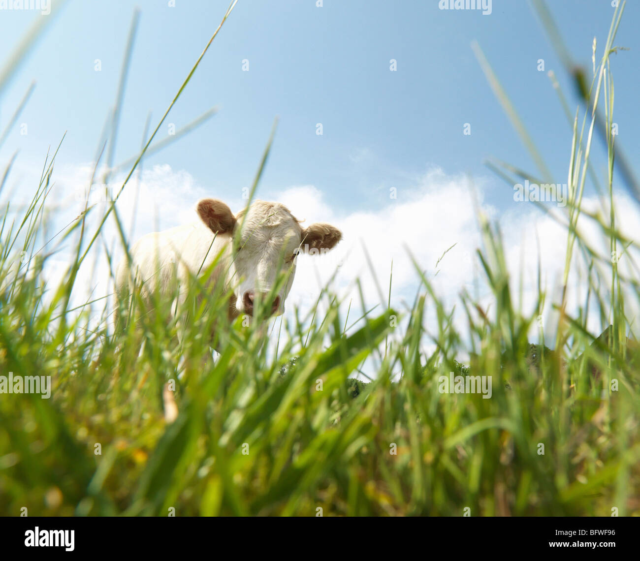 Cow in field Stock Photo