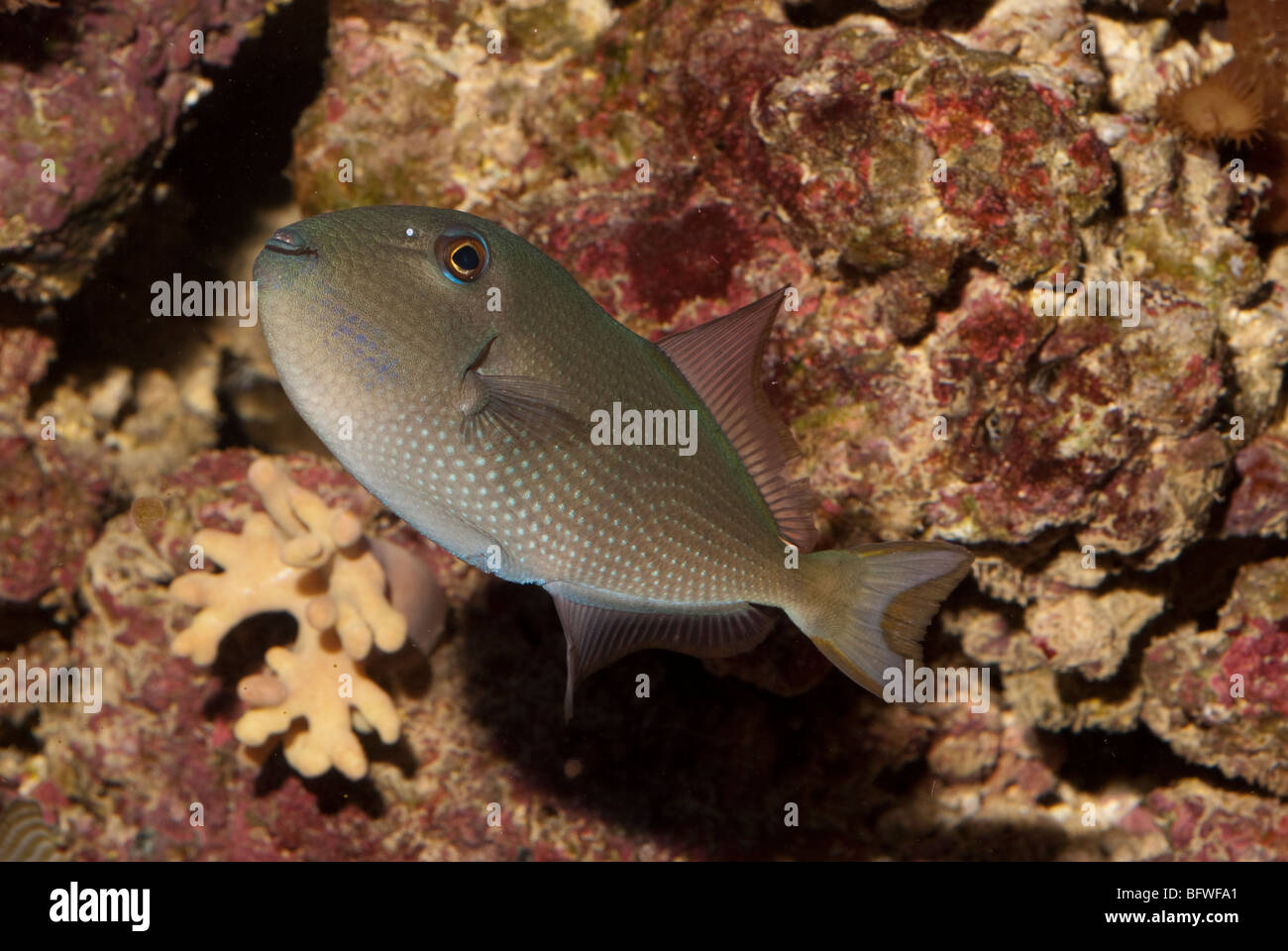 Famale of Xanthichthys auromarginatus, Balistidae, Indo-Pacific Ocean Stock Photo