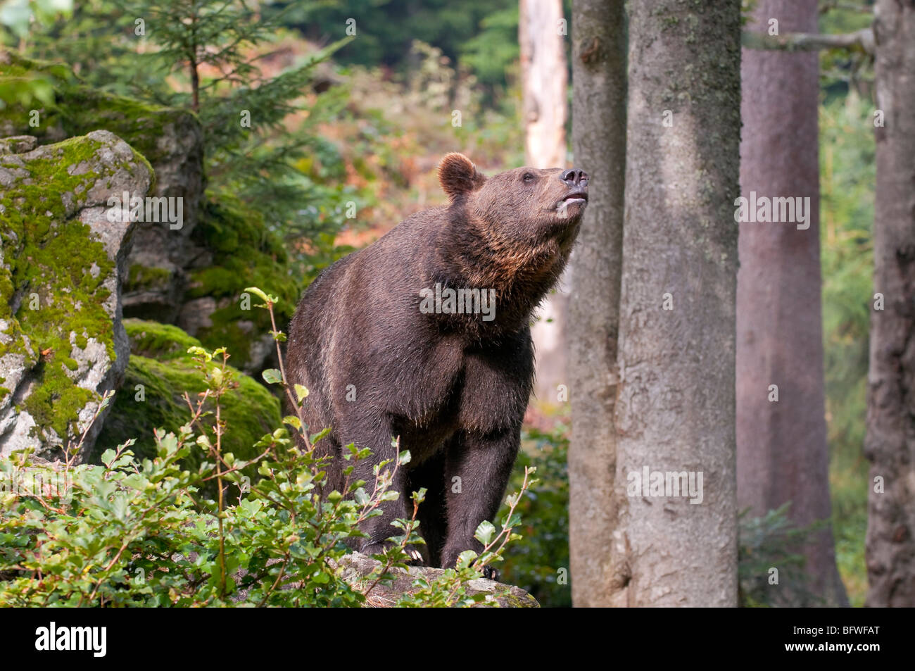 Braunbär (Ursus arctos) - European Brown Bear Stock Photo